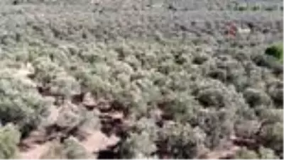Korona virüs ile mücadelede zeytin yaprağı çayı büyük ilgi görüyor Korona virüs ile mücadelede zeytin yaprağı çayı büyük ilgi görüyor