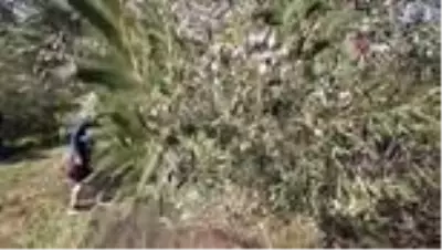 Korona virüs ile mücadelede zeytin yaprağı çayı büyük ilgi görüyor Korona virüs ile mücadelede zeytin yaprağı çayı büyük ilgi görüyor