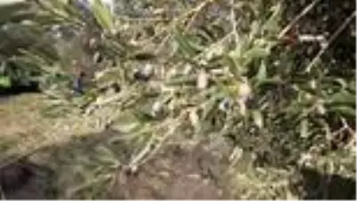 Korona virüs ile mücadelede zeytin yaprağı çayı büyük ilgi görüyor Korona virüs ile mücadelede zeytin yaprağı çayı büyük ilgi görüyor