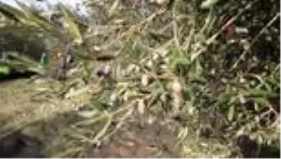 Korona virüs ile mücadelede zeytin yaprağı çayı büyük ilgi görüyor Korona virüs ile mücadelede zeytin yaprağı çayı büyük ilgi görüyor