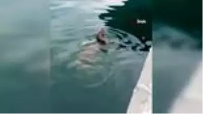 Nesli tükenmekte olan su samuru böyle görüntülendi Nesli tükenmekte olan su samuru böyle görüntülendi