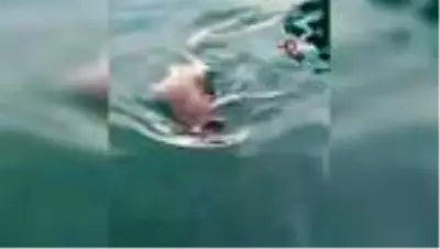 Nesli tükenmekte olan su samuru böyle görüntülendi Nesli tükenmekte olan su samuru böyle görüntülendi