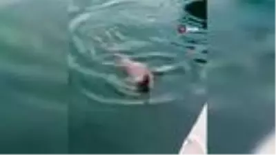 Nesli tükenmekte olan su samuru böyle görüntülendi Nesli tükenmekte olan su samuru böyle görüntülendi