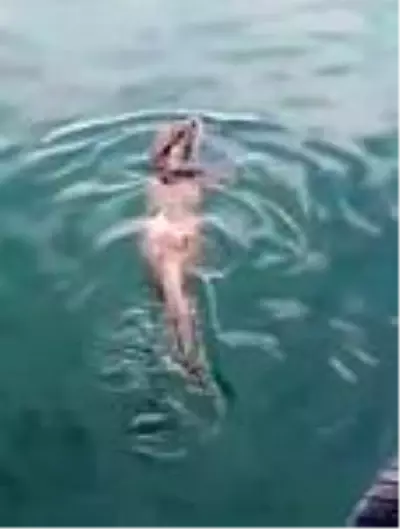 Nesli tükenmekte olan su samuru böyle görüntülendi Nesli tükenmekte olan su samuru böyle görüntülendi