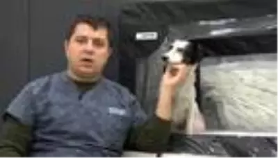 Araba altında ezilen köpeğin daha önce de vurulduğu ortaya çıktı Araba altında ezilen köpeğin daha önce de vurulduğu ortaya çıktı