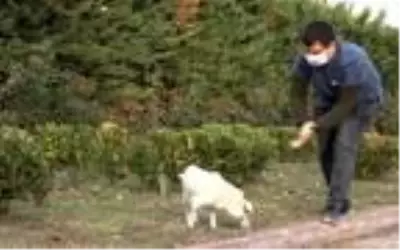 Araba altında ezilen köpeğin daha önce de vurulduğu ortaya çıktı Araba altında ezilen köpeğin daha önce de vurulduğu ortaya çıktı