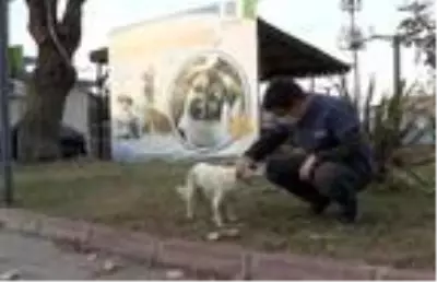 Araba altında ezilen köpeğin daha önce de vurulduğu ortaya çıktı Araba altında ezilen köpeğin daha önce de vurulduğu ortaya çıktı