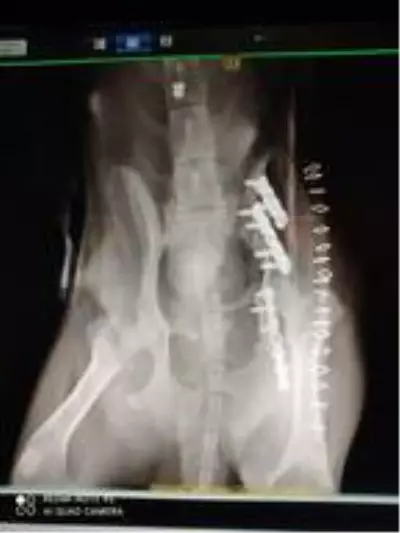 Araba altında ezilen köpeğin daha önce de vurulduğu ortaya çıktı Araba altında ezilen köpeğin daha önce de vurulduğu ortaya çıktı