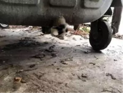 Son dakika haberi... Polonya'da çöp konteynerinde sıkışan yavru kediye 'yağlı' operasyon Son dakika haberi... Polonya'da çöp konteynerinde sıkışan yavru kediye 'yağlı' operasyon
