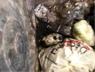 Son dakika haberi... Polonya'da çöp konteynerinde sıkışan yavru kediye 'yağlı' operasyon Son dakika haberi... Polonya'da çöp konteynerinde sıkışan yavru kediye 'yağlı' operasyon
