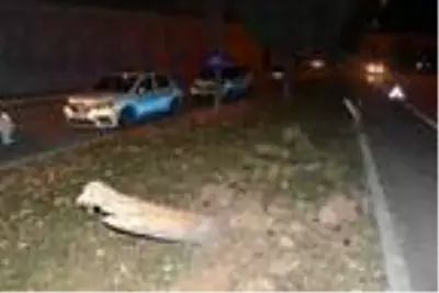 Son dakika haberleri: Refüjdeki ağaca çarpan otomobilin sürücüsü öldü Son dakika haberleri: Refüjdeki ağaca çarpan otomobilin sürücüsü öldü