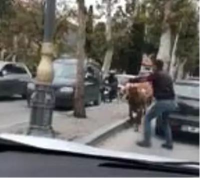 Sahibinin elinden kaçan boğa trafiği karıştırdı Sahibinin elinden kaçan boğa trafiği karıştırdı