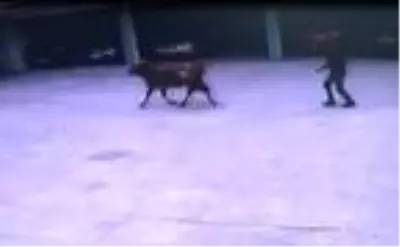 Sahibinin elinden kaçan boğa trafiği karıştırdı Sahibinin elinden kaçan boğa trafiği karıştırdı