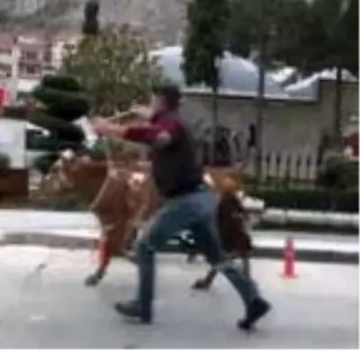 Sahibinin elinden kaçan boğa trafiği karıştırdı Sahibinin elinden kaçan boğa trafiği karıştırdı