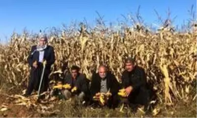 Şanlıurfa'da mısır tarlada kaldı Şanlıurfa'da mısır tarlada kaldı