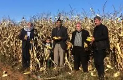 Şanlıurfa'da mısır tarlada kaldı Şanlıurfa'da mısır tarlada kaldı
