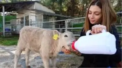 Sütlü kahverengi buzağıyı görenler gözlerine inanamadı Sütlü kahverengi buzağıyı görenler gözlerine inanamadı