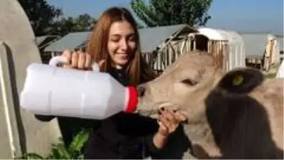 Sütlü kahverengi buzağıyı görenler gözlerine inanamadı Sütlü kahverengi buzağıyı görenler gözlerine inanamadı