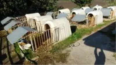 Sütlü kahverengi buzağıyı görenler gözlerine inanamadı Sütlü kahverengi buzağıyı görenler gözlerine inanamadı