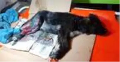 Son dakika haber... Trafik kazasında yaralanan sokak köpeği bir bacağını kaybetti Son dakika haber... Trafik kazasında yaralanan sokak köpeği bir bacağını kaybetti