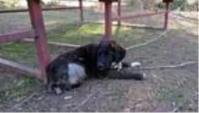 Son dakika haber... Trafik kazasında yaralanan sokak köpeği bir bacağını kaybetti Son dakika haber... Trafik kazasında yaralanan sokak köpeği bir bacağını kaybetti