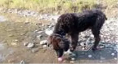 Son dakika haber... Trafik kazasında yaralanan sokak köpeği bir bacağını kaybetti Son dakika haber... Trafik kazasında yaralanan sokak köpeği bir bacağını kaybetti