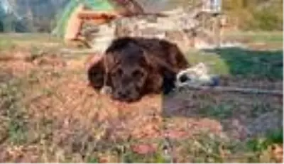 Son dakika haber... Trafik kazasında yaralanan sokak köpeği bir bacağını kaybetti Son dakika haber... Trafik kazasında yaralanan sokak köpeği bir bacağını kaybetti