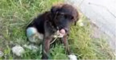 Son dakika haber... Trafik kazasında yaralanan sokak köpeği bir bacağını kaybetti Son dakika haber... Trafik kazasında yaralanan sokak köpeği bir bacağını kaybetti