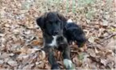 Son dakika haber... Trafik kazasında yaralanan sokak köpeği bir bacağını kaybetti Son dakika haber... Trafik kazasında yaralanan sokak köpeği bir bacağını kaybetti