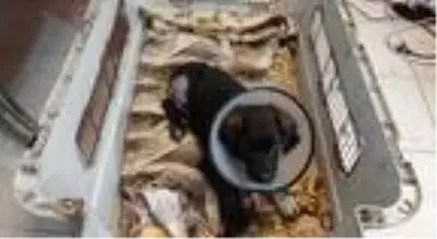 Son dakika haber... Trafik kazasında yaralanan sokak köpeği bir bacağını kaybetti Son dakika haber... Trafik kazasında yaralanan sokak köpeği bir bacağını kaybetti