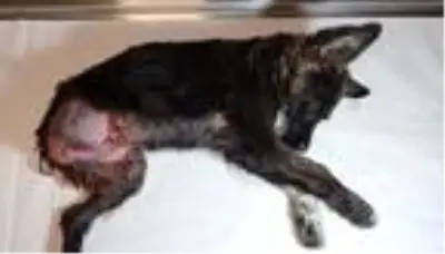Son dakika haber... Trafik kazasında yaralanan sokak köpeği bir bacağını kaybetti Son dakika haber... Trafik kazasında yaralanan sokak köpeği bir bacağını kaybetti