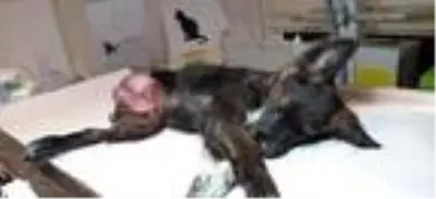Son dakika haber... Trafik kazasında yaralanan sokak köpeği bir bacağını kaybetti Son dakika haber... Trafik kazasında yaralanan sokak köpeği bir bacağını kaybetti