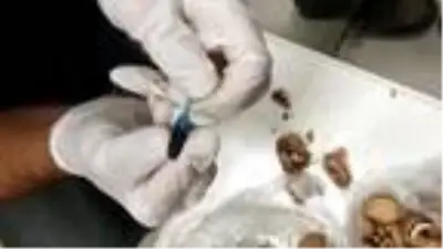 Uyuşturucuyu ceviz içine gizlemiş Uyuşturucuyu ceviz içine gizlemiş