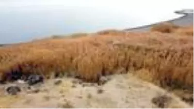 Van Gölü çekilince Urartular dönemine ait liman kalıntıları ortaya çıktı Van Gölü çekilince Urartular dönemine ait liman kalıntıları ortaya çıktı
