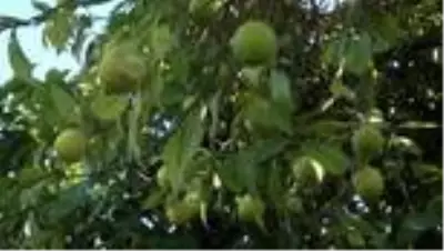 Yeni sezon turunçgil ihracatını limon sırtlıyor Yeni sezon turunçgil ihracatını limon sırtlıyor