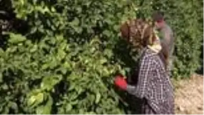 Yeni sezon turunçgil ihracatını limon sırtlıyor Yeni sezon turunçgil ihracatını limon sırtlıyor