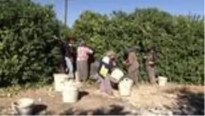 Yeni sezon turunçgil ihracatını limon sırtlıyor Yeni sezon turunçgil ihracatını limon sırtlıyor