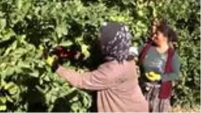 Yeni sezon turunçgil ihracatını limon sırtlıyor Yeni sezon turunçgil ihracatını limon sırtlıyor