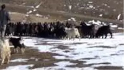 Yüksek kesimlere kar yağınca besiciler hayvanlarını ovaya indirdi Yüksek kesimlere kar yağınca besiciler hayvanlarını ovaya indirdi
