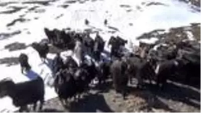 Yüksek kesimlere kar yağınca besiciler hayvanlarını ovaya indirdi Yüksek kesimlere kar yağınca besiciler hayvanlarını ovaya indirdi