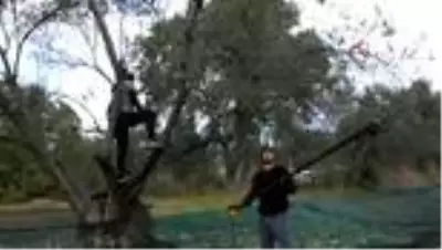 Zeytin hasadı binlerce vatandaşı iş sahibi yaptı Zeytin hasadı binlerce vatandaşı iş sahibi yaptı