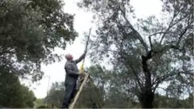 Zeytin hasadı binlerce vatandaşı iş sahibi yaptı Zeytin hasadı binlerce vatandaşı iş sahibi yaptı