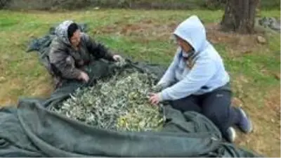 Zeytin hasadı binlerce vatandaşı iş sahibi yaptı Zeytin hasadı binlerce vatandaşı iş sahibi yaptı