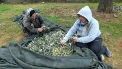 Zeytin hasadı binlerce vatandaşı iş sahibi yaptı Zeytin hasadı binlerce vatandaşı iş sahibi yaptı