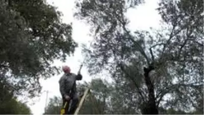 Zeytin hasadı binlerce vatandaşı iş sahibi yaptı Zeytin hasadı binlerce vatandaşı iş sahibi yaptı