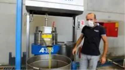 Zeytin hasadı binlerce vatandaşı iş sahibi yaptı Zeytin hasadı binlerce vatandaşı iş sahibi yaptı