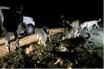 Ziraat mühendisi ve eşi, salgın döneminde sokak hayvanlarını besliyor Ziraat mühendisi ve eşi, salgın döneminde sokak hayvanlarını besliyor