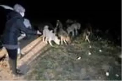 Ziraat mühendisi ve eşi, salgın döneminde sokak hayvanlarını besliyor Ziraat mühendisi ve eşi, salgın döneminde sokak hayvanlarını besliyor