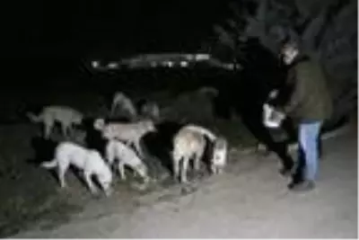 Ziraat mühendisi ve eşi, salgın döneminde sokak hayvanlarını besliyor Ziraat mühendisi ve eşi, salgın döneminde sokak hayvanlarını besliyor