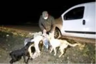 Ziraat mühendisi ve eşi, salgın döneminde sokak hayvanlarını besliyor Ziraat mühendisi ve eşi, salgın döneminde sokak hayvanlarını besliyor